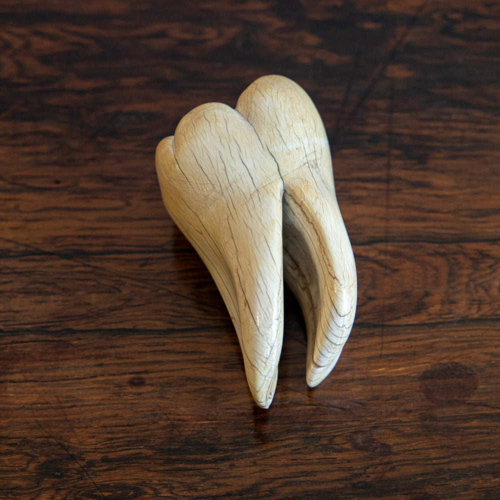 IVORY ANATOMICAL MODEL OF A TOOTH