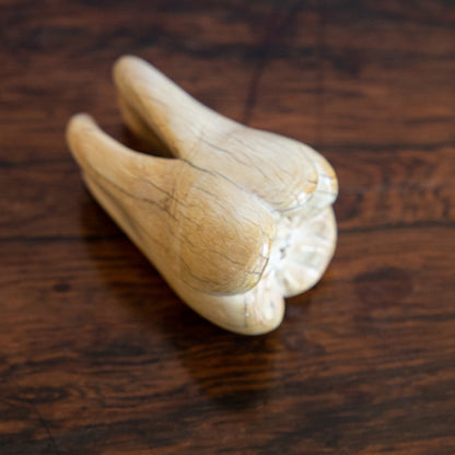 Anatomical Model of a Tooth