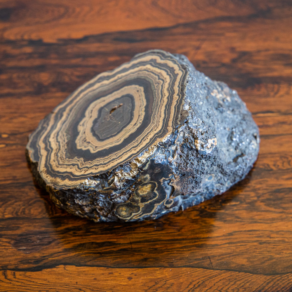 A Large Stromatolite with Polished Surface